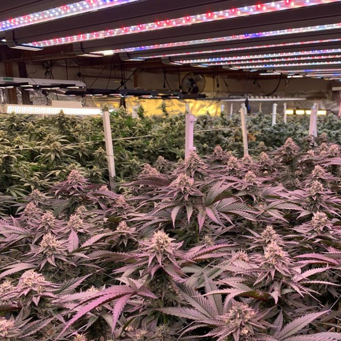 Choosing the Best LED Grow Lights for Hemp