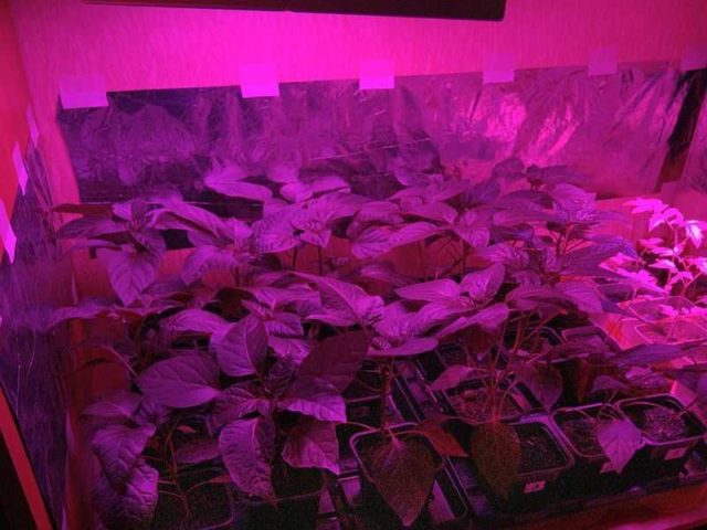 Indoor Planting Lighting - Plant Grow Lights