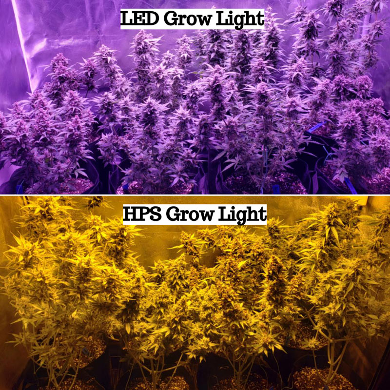 Analysis of Industrial Hemp Grow Lights: LED Grow Lights and HPS Grow Lights