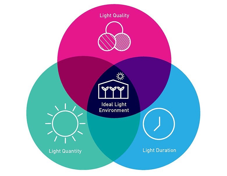 How to Create the Ideal Lighting Environment for Indoor Plants